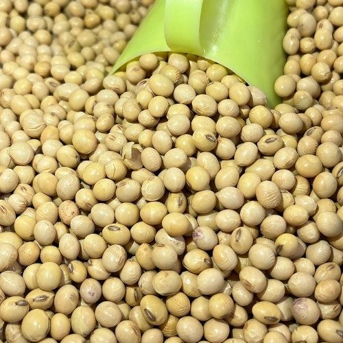 soja em grao